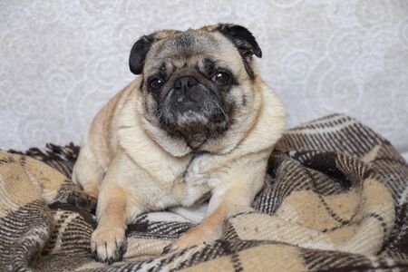 pug dog sitting in the room on the carpetの写真素材