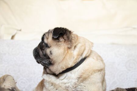 pug dog sitting in the room on the carpetの写真素材
