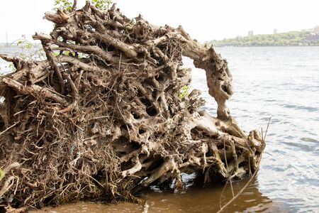 root of an old dry tree fallen closeupの写真素材