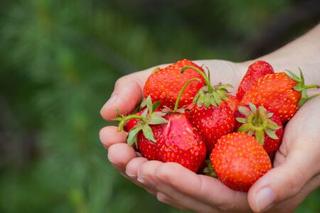 female hands hold young homemade strawberriesの写真素材