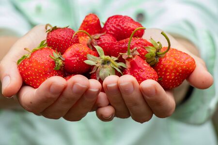 female hands hold young homemade strawberriesの写真素材