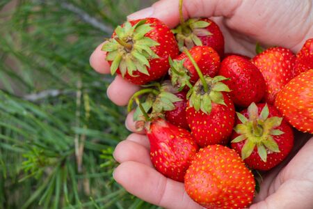 female hands hold young homemade strawberriesの写真素材