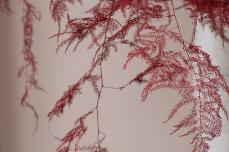 red dry decorative flowers close-upの写真素材