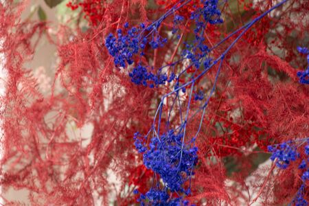 red dry decorative flowers close-upの写真素材