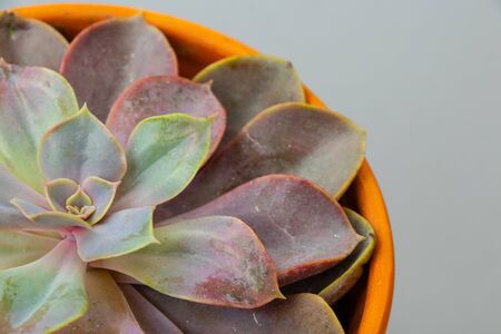 indoor flower cacti in a pot clay pot on a light backgroundの写真素材