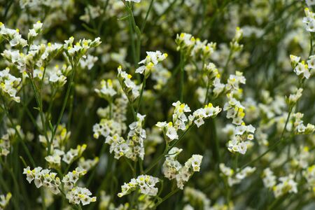 limonium blooming bouquet white small flowers as a backgroundの写真素材