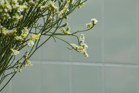 limonium blooming bouquet white small flowers as a backgroundの写真素材