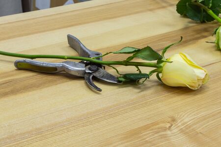 scissors for cutting flowers lie on a table with flowers in a flower shopの写真素材