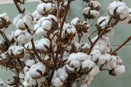 decorative bouquet of dry cotton closeup as a decorの写真素材