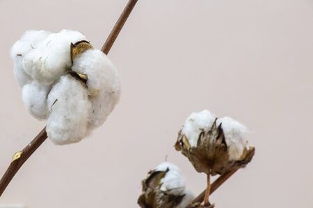 decorative bouquet of dry cotton closeup as a decorの写真素材