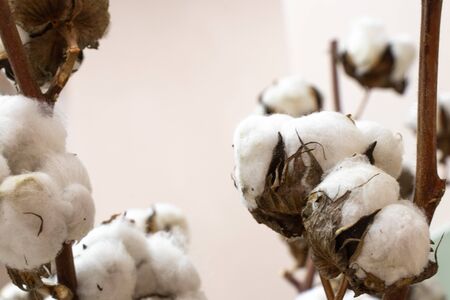 decorative bouquet of dry cotton closeup as a decorの写真素材