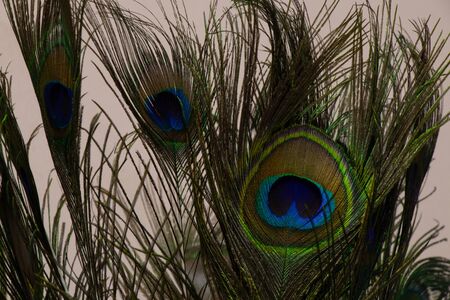 decorative peacock feather close-up as a decorの写真素材