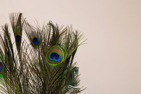 decorative peacock feather close-up as a decorの写真素材