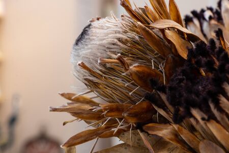 bunch of dry protea close-upの写真素材