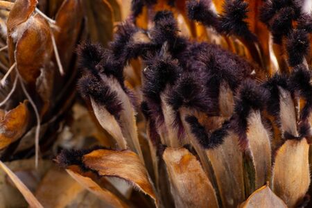bunch of dry protea close-upの写真素材