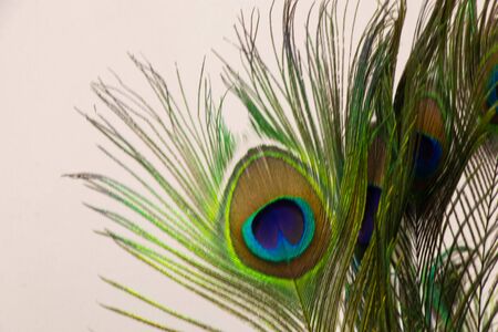 decorative peacock feather close-up as a decorの写真素材