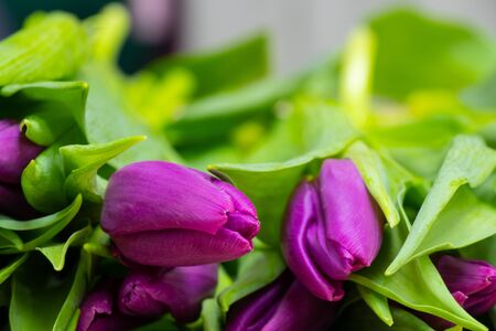 a bouquet of purple tulips lies on the tableの写真素材