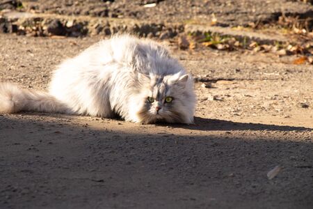 purebred gray cat sits in the sunの写真素材