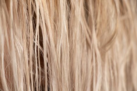 blond long hair on an isolated background close-upの写真素材