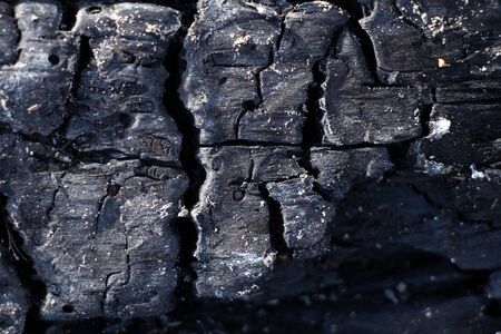 burnt tree in a forest in a bonfire closeup on the streetの写真素材
