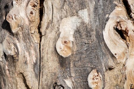 tree in the forest old bark backgroundの写真素材