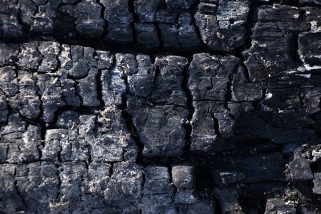 burnt tree in a forest in a bonfire closeup on the streetの写真素材