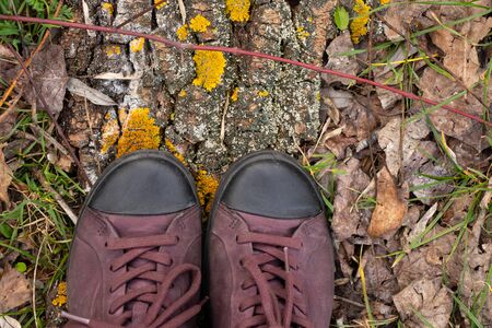 background of forest land with needles from a Christmas tree and women's sneakers view from the top close-upの写真素材