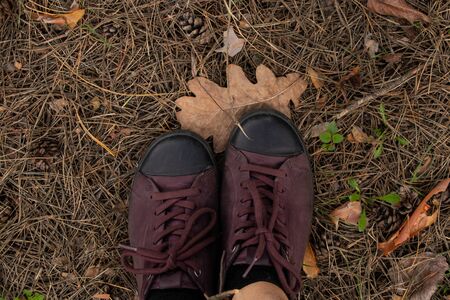 background of forest land with needles from a Christmas tree and women's sneakers view from the top close-upの写真素材
