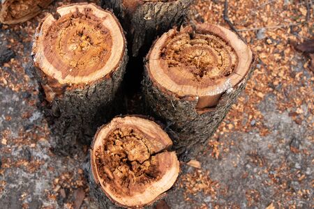 sawn old log in the spring on the street close-upの写真素材