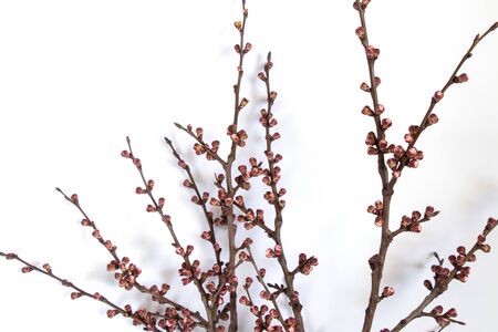 apricot flowers buds branch on an isolated backgroundの写真素材