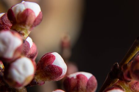 apricot flowers buds branch on an isolated backgroundの写真素材