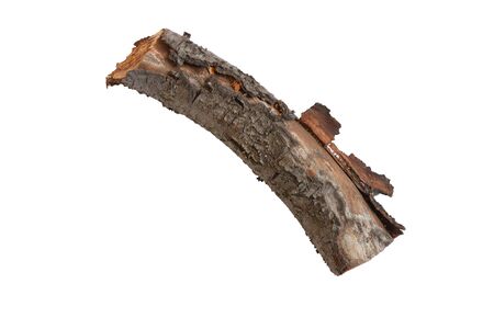 cut down old cherry log on a white backgroundの写真素材