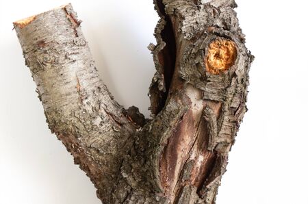 cut down old cherry log on a white backgroundの写真素材