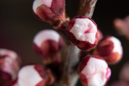 apricot flowers buds branch on an isolated backgroundの写真素材