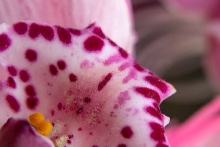 bud indoor blooming orchid macro photoの写真素材
