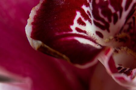 bud indoor blooming orchid macro photoの写真素材