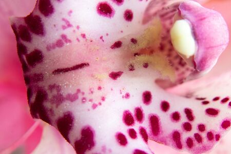 bud indoor blooming orchid macro photoの写真素材