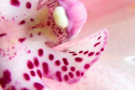 bud indoor blooming orchid macro photoの写真素材