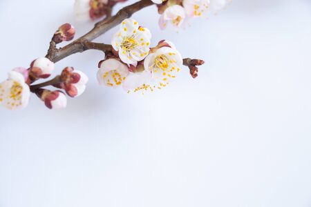 close-up of apricots flowers on branchesの写真素材