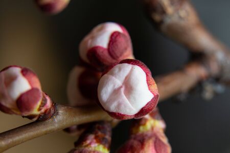 apricot flowers buds branch on an isolated backgroundの写真素材