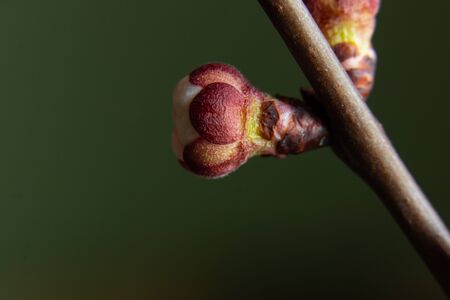 apricot flowers buds branch on an isolated backgroundの写真素材