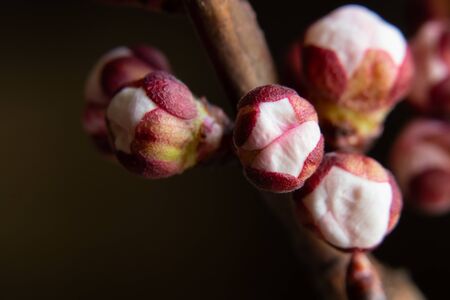 apricot flowers buds branch on an isolated backgroundの写真素材