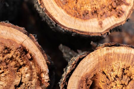 sawn old log in the spring on the street close-upの写真素材