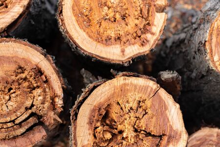 sawn old log in the spring on the street close-upの写真素材