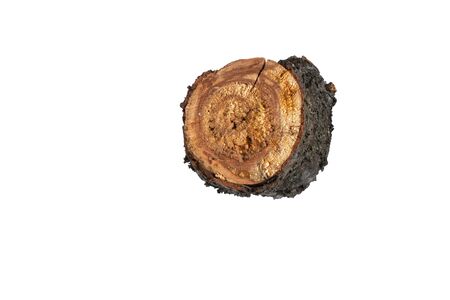 cut down old cherry log on a white backgroundの写真素材