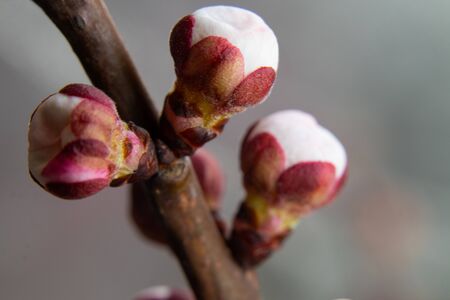apricot flowers buds branch on an isolated backgroundの写真素材