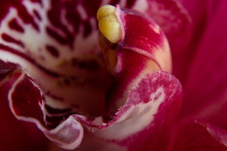 bud indoor blooming orchid macro photoの写真素材