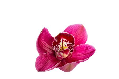 single wild orchid flower closeup background on whiteの写真素材