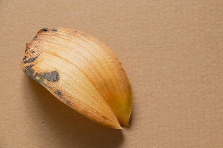 yellow dried leaf of a phalaenopsis flower lies on an isolated backgroundの写真素材
