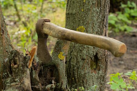old ax sticks out in a tree in a forest in the sun on a grass backgroundの写真素材